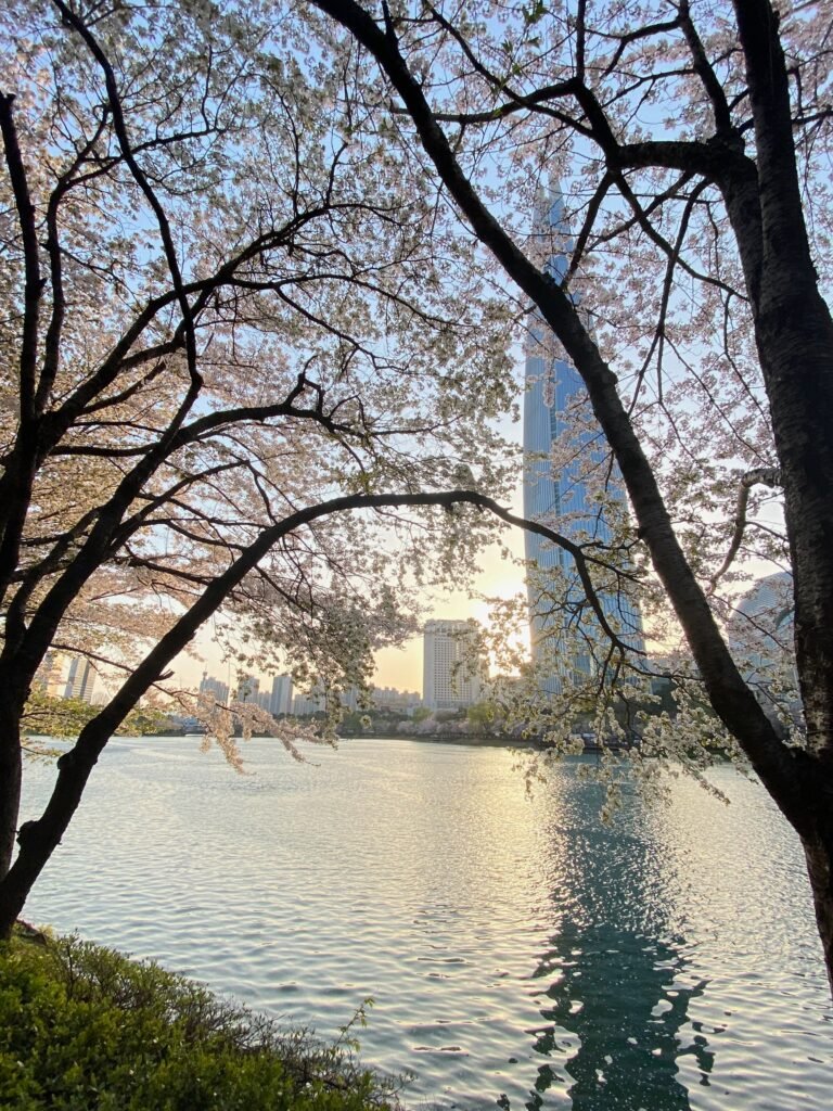 Seokchon Lake Jamsil with Lotte World Tower View, one of favorite spot in Korea's Cherry Blossom Season