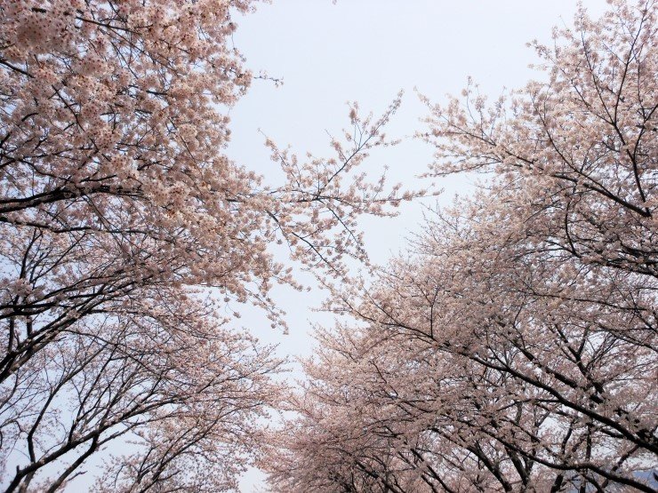 Looking up to cherry blossom with sky view