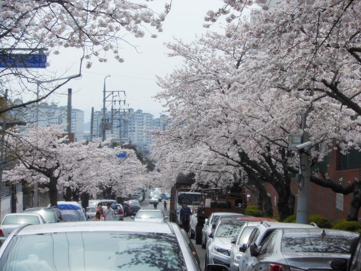 Jinhae parking situation at cherry blossom period